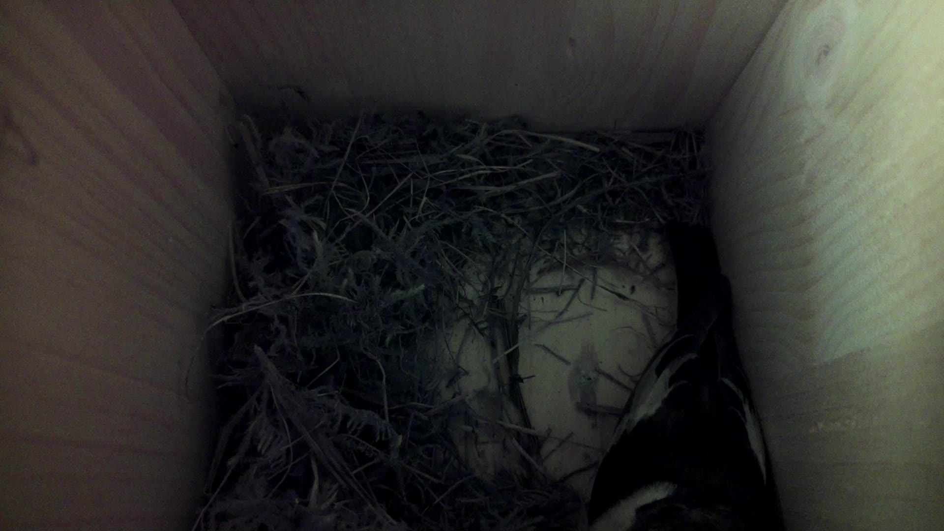 Aufnahme aus dem Vogelhaus