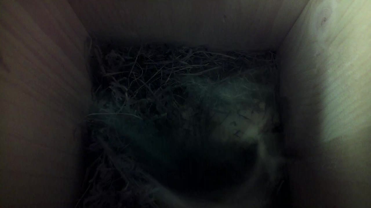 Aufnahme aus dem Vogelhaus