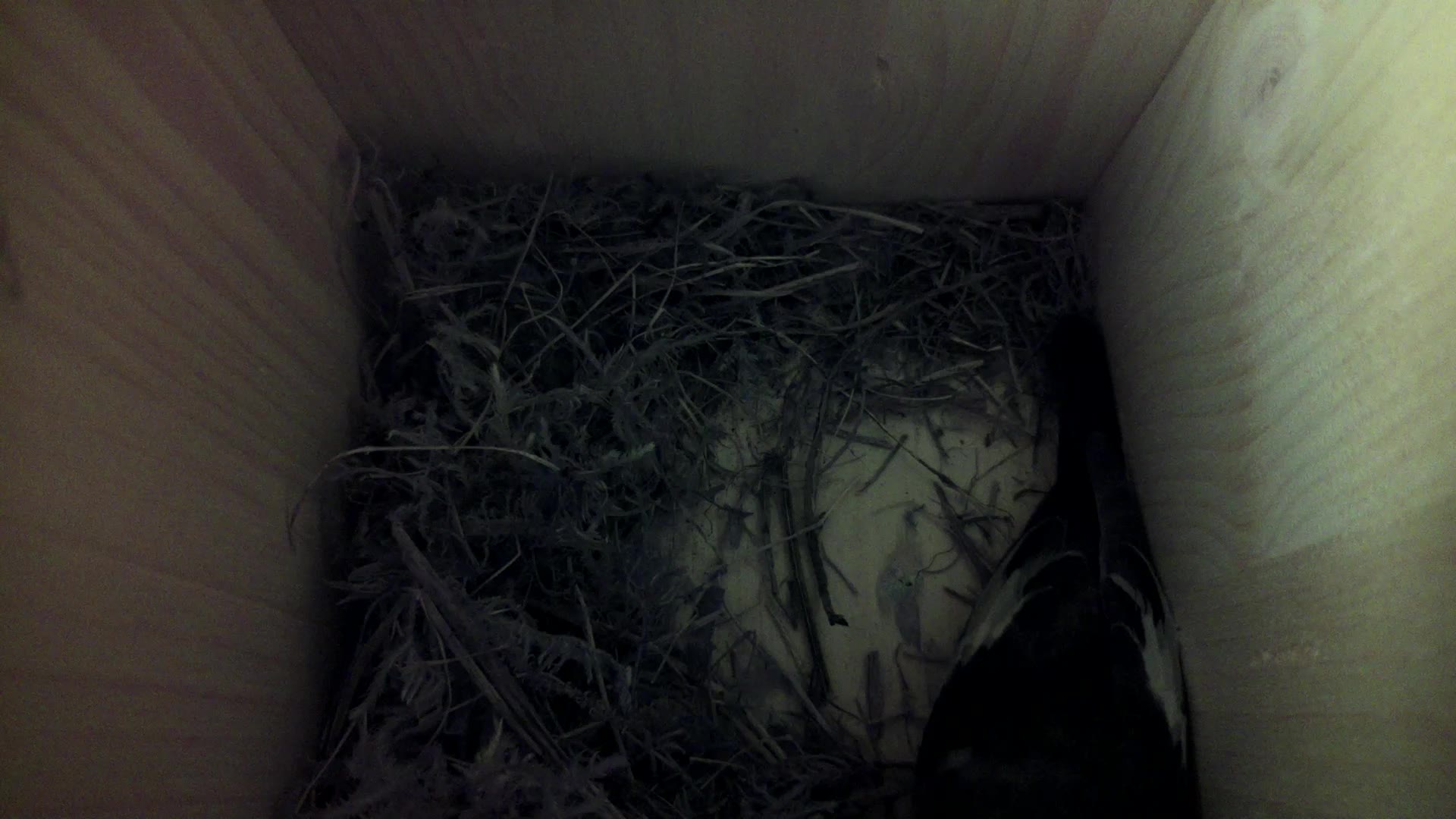 Aufnahme aus dem Vogelhaus