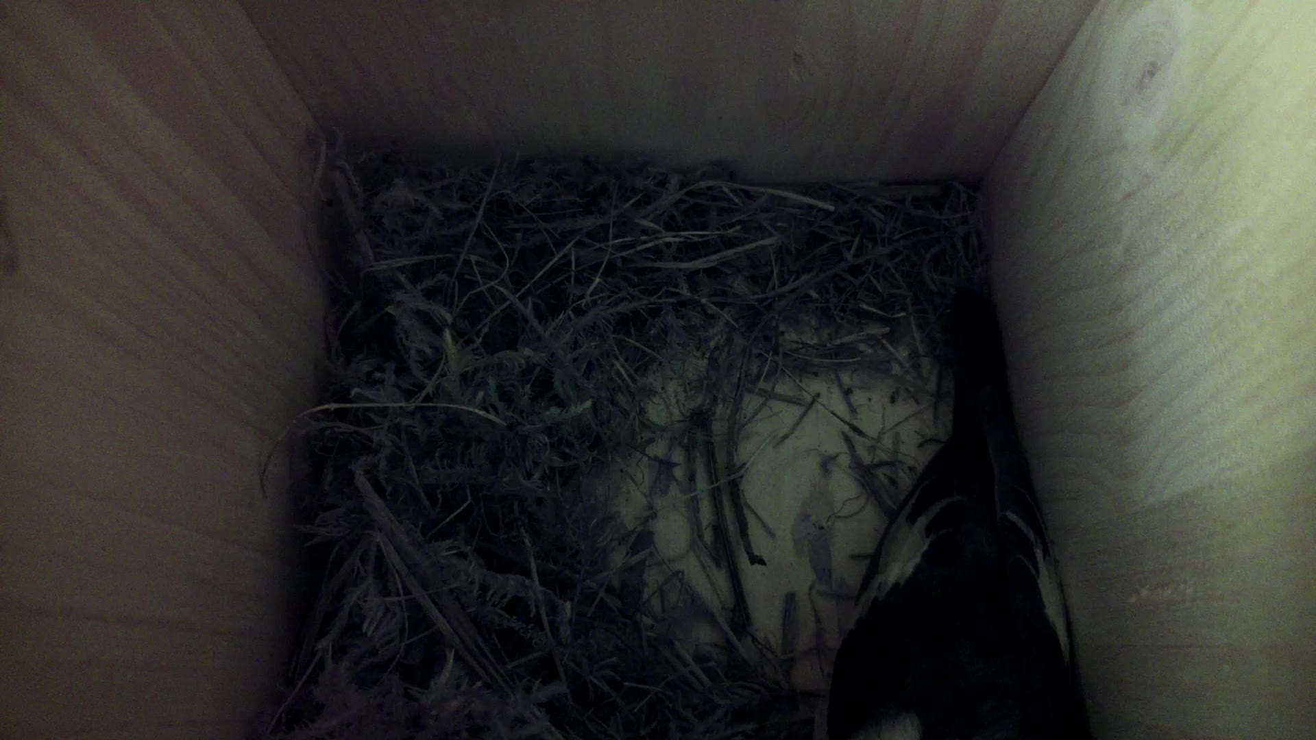 Aufnahme aus dem Vogelhaus