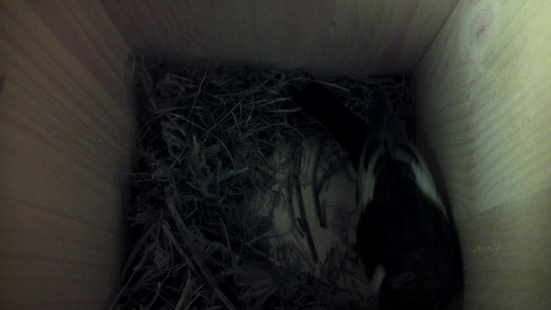 Aufnahme aus dem Vogelhaus