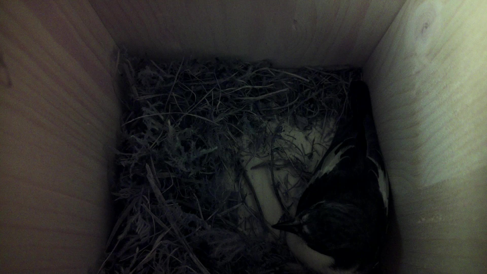 Aufnahme aus dem Vogelhaus