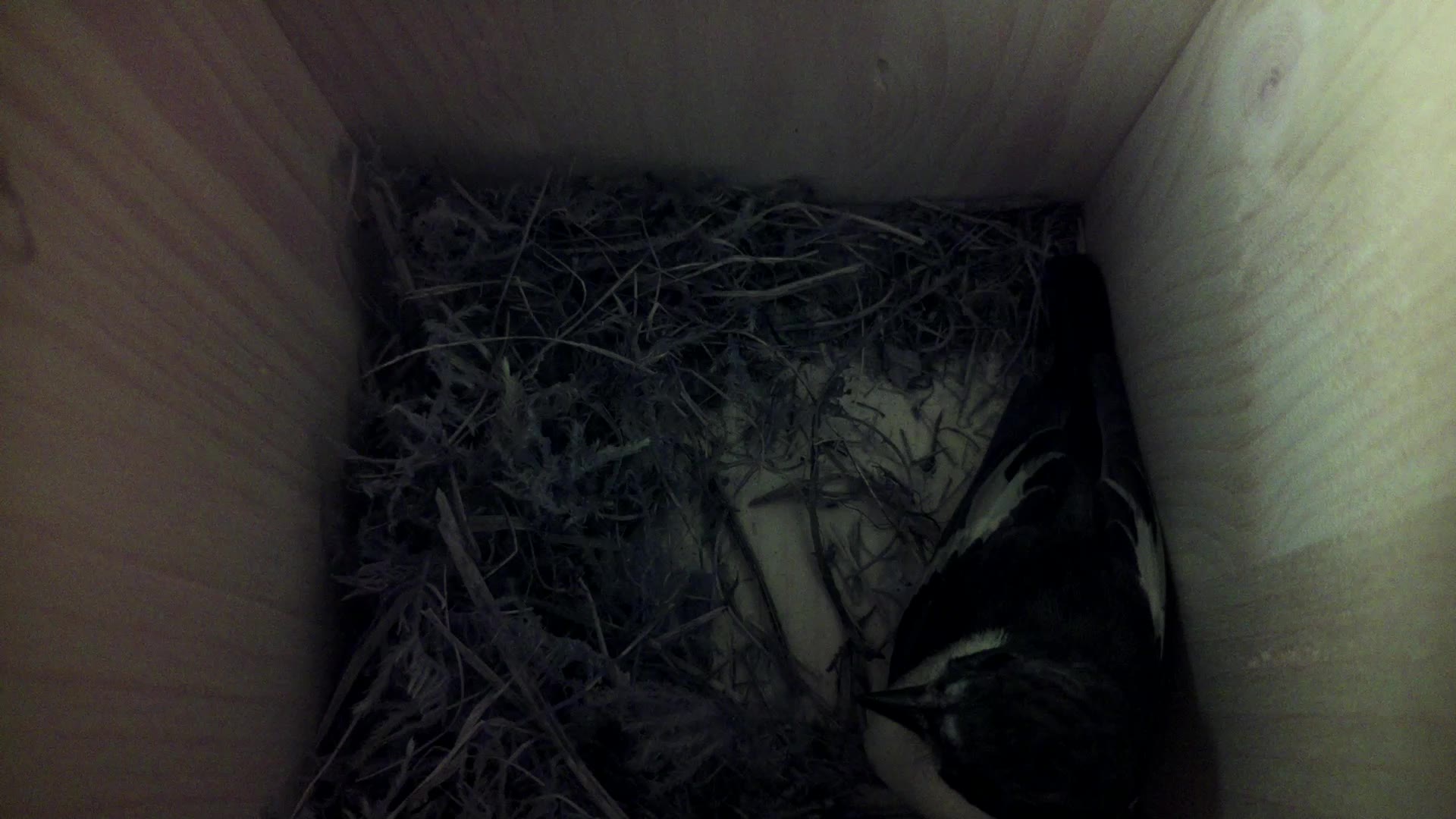 Aufnahme aus dem Vogelhaus