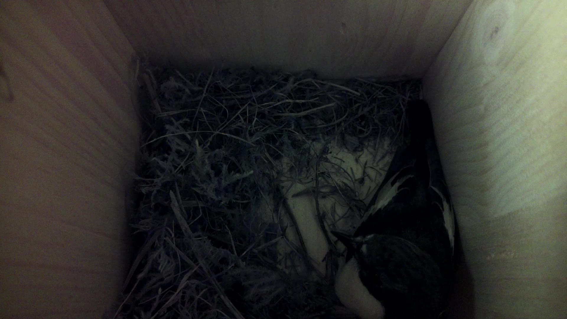 Aufnahme aus dem Vogelhaus
