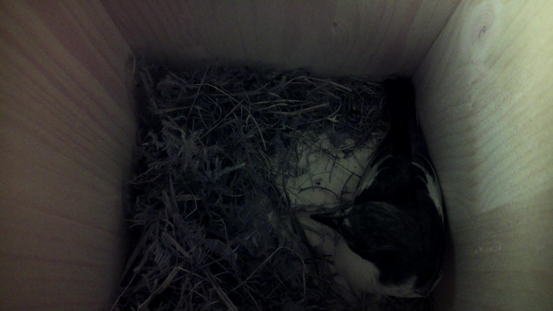 Aufnahme aus dem Vogelhaus