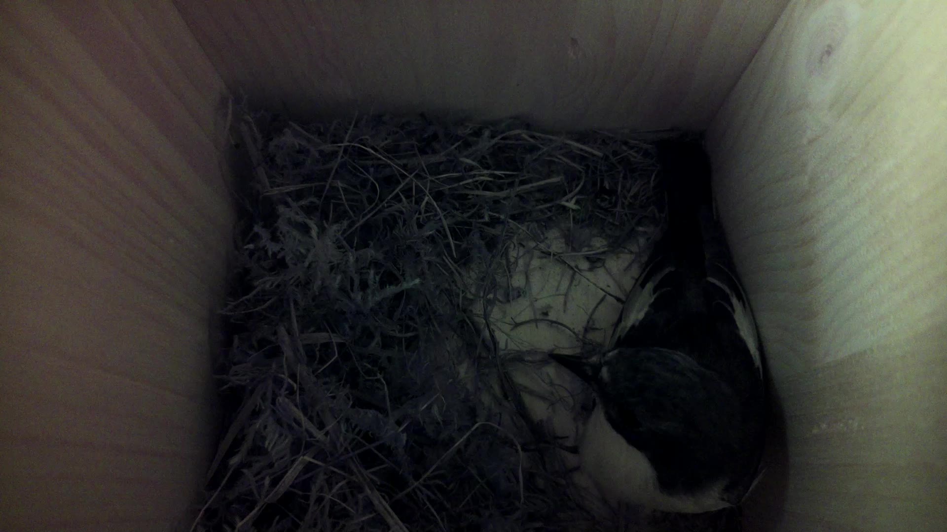 Aufnahme aus dem Vogelhaus