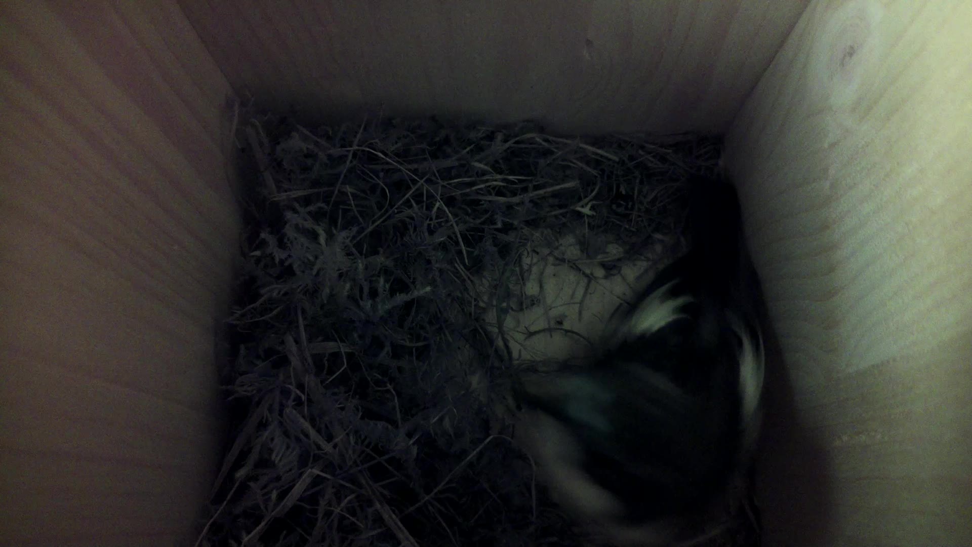 Aufnahme aus dem Vogelhaus