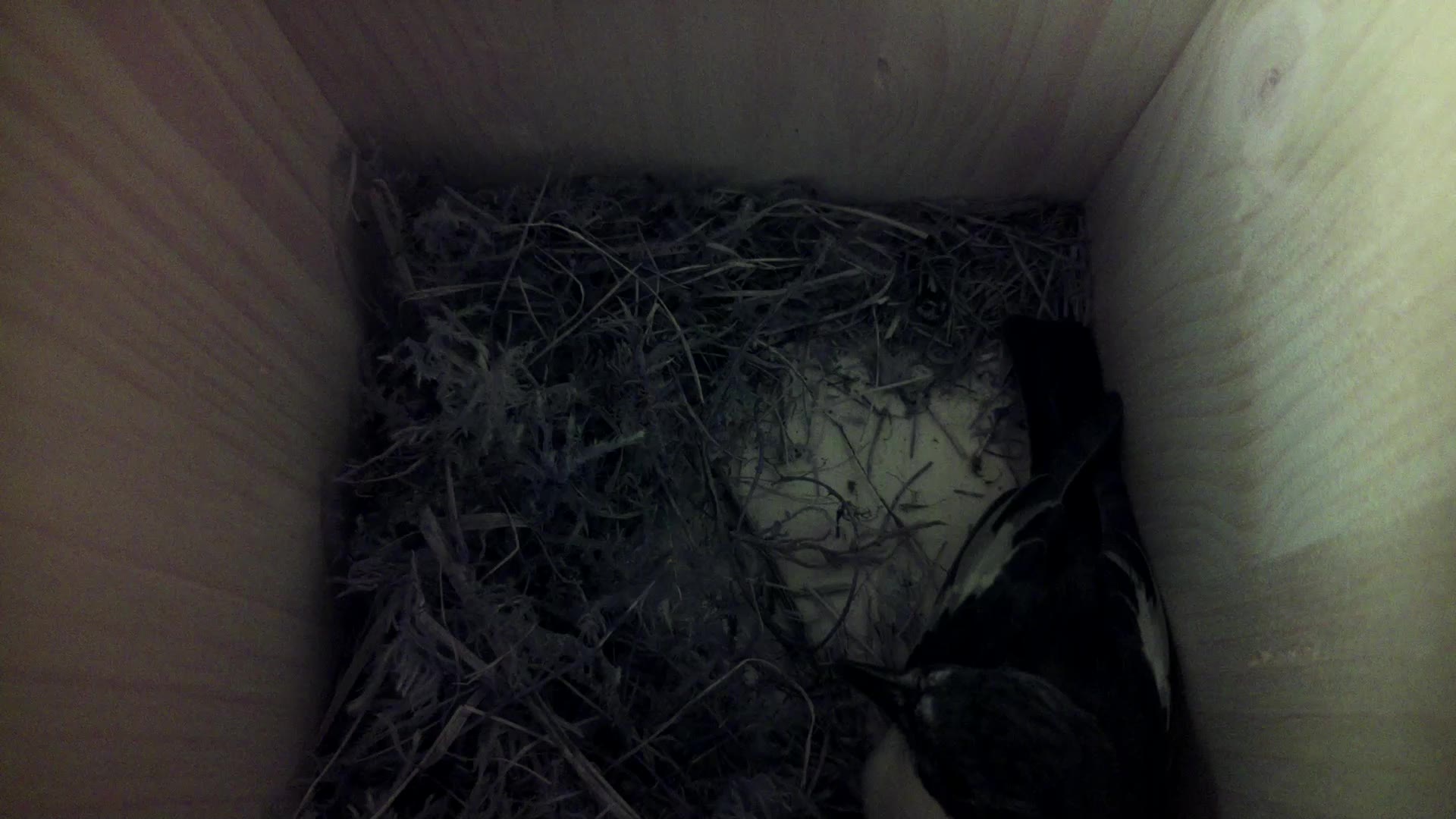 Aufnahme aus dem Vogelhaus