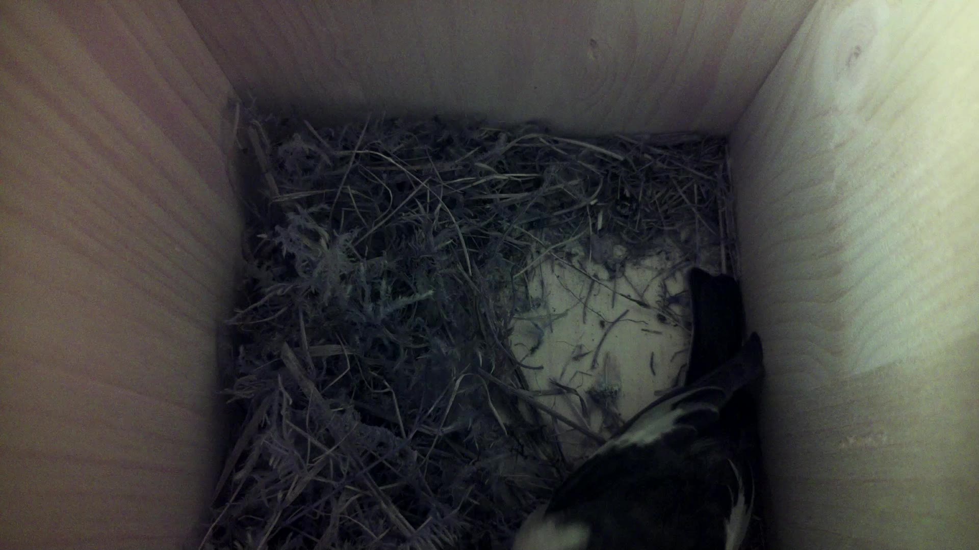 Aufnahme aus dem Vogelhaus