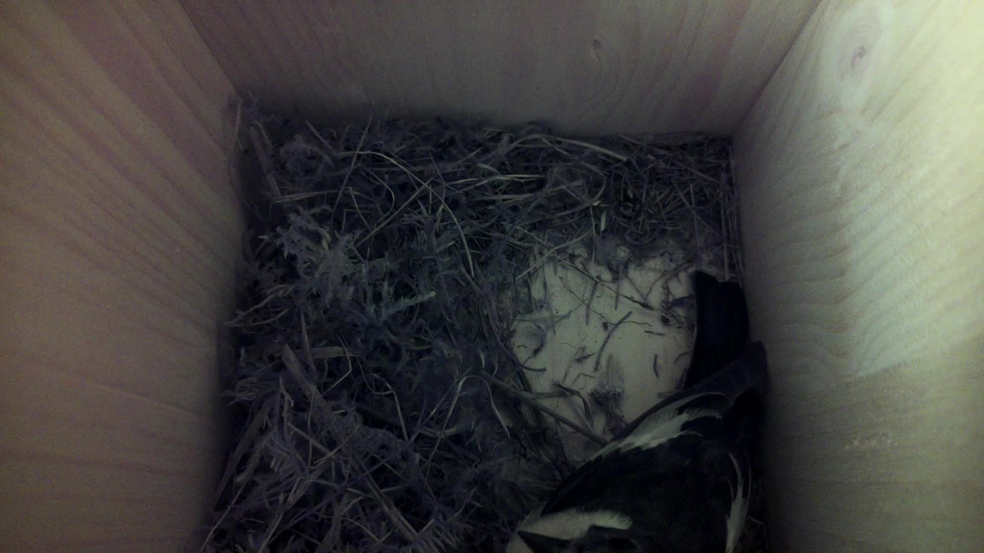 Aufnahme aus dem Vogelhaus