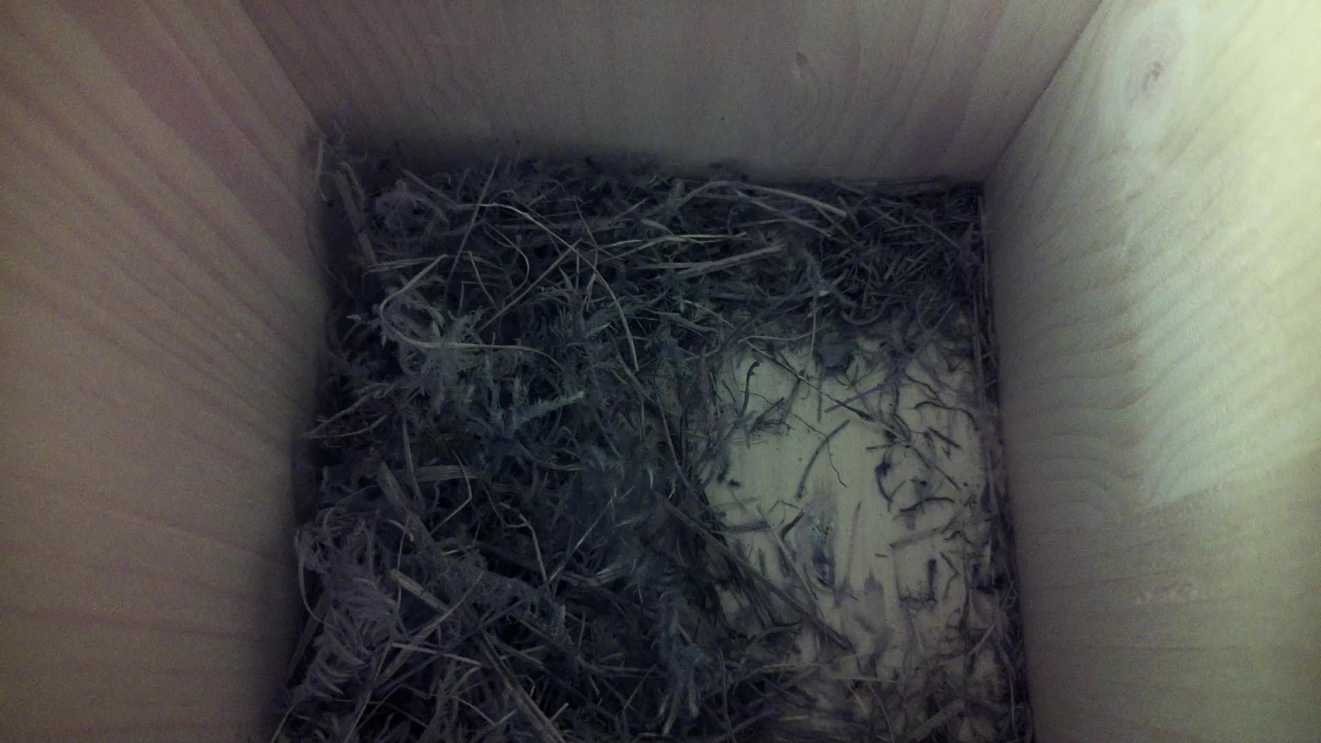 Aufnahme aus dem Vogelhaus