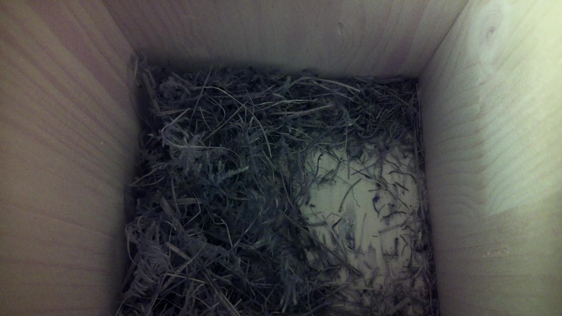 Aufnahme aus dem Vogelhaus