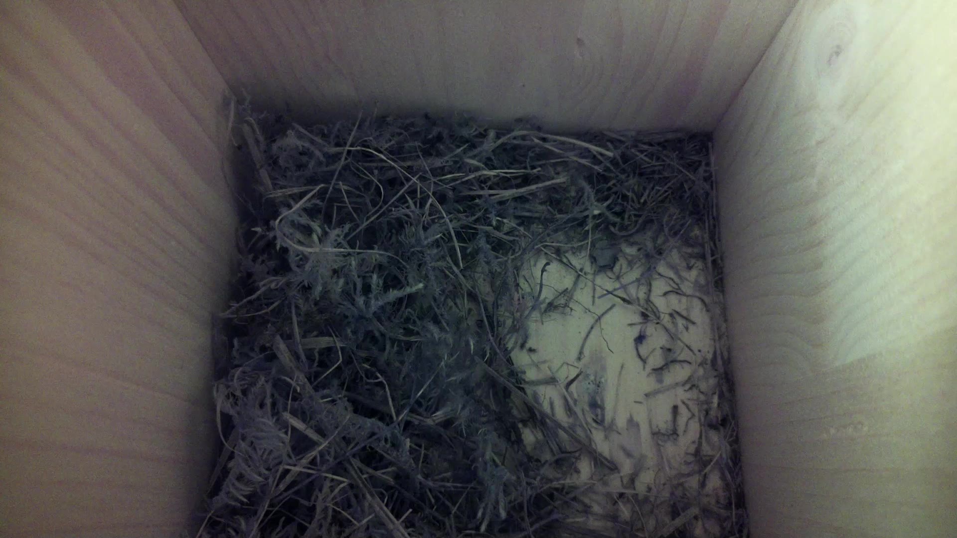 Aufnahme aus dem Vogelhaus