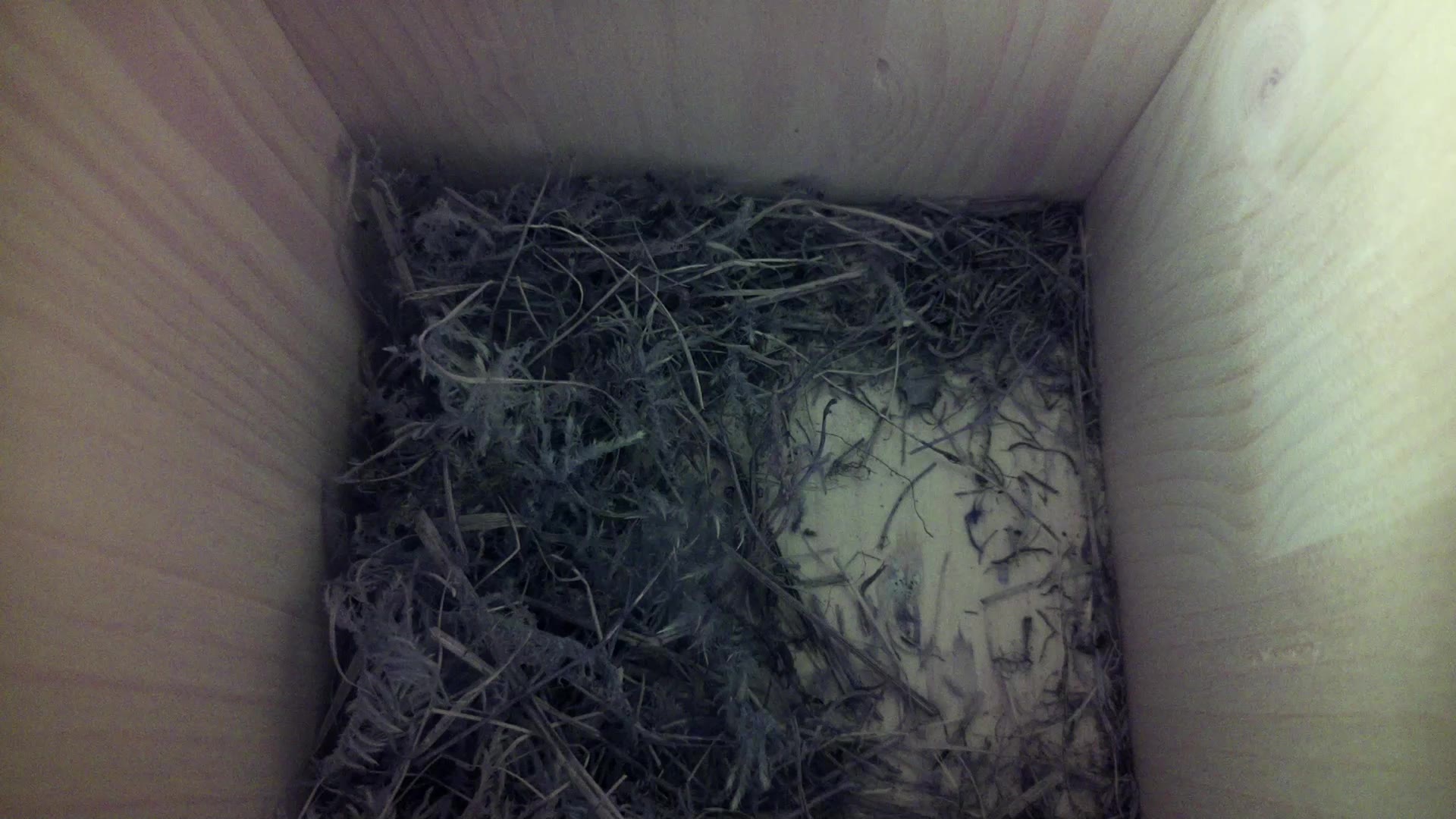 Aufnahme aus dem Vogelhaus