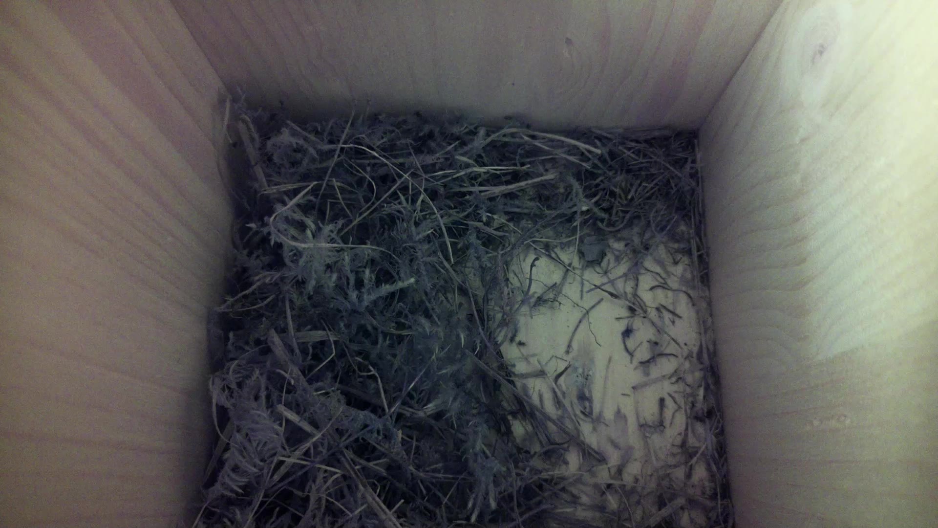 Aufnahme aus dem Vogelhaus