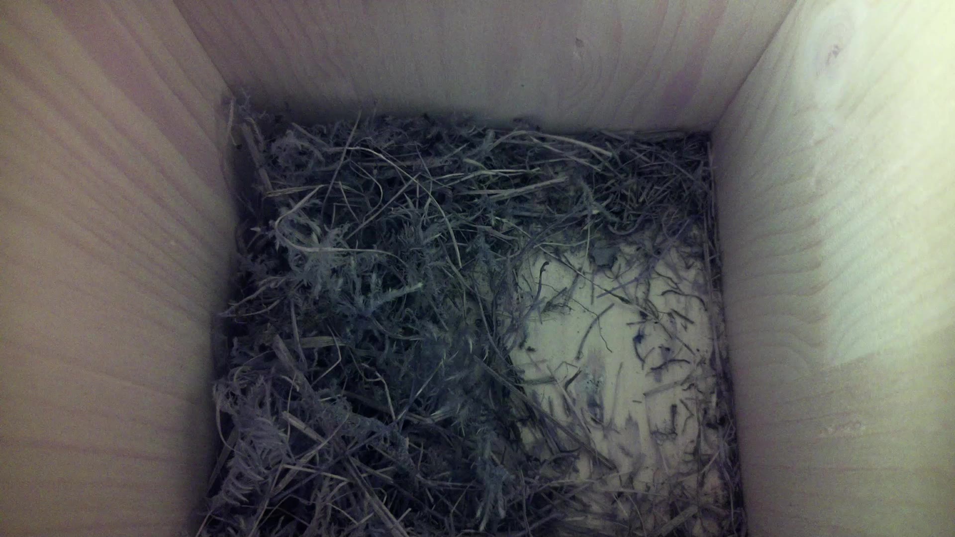 Aufnahme aus dem Vogelhaus
