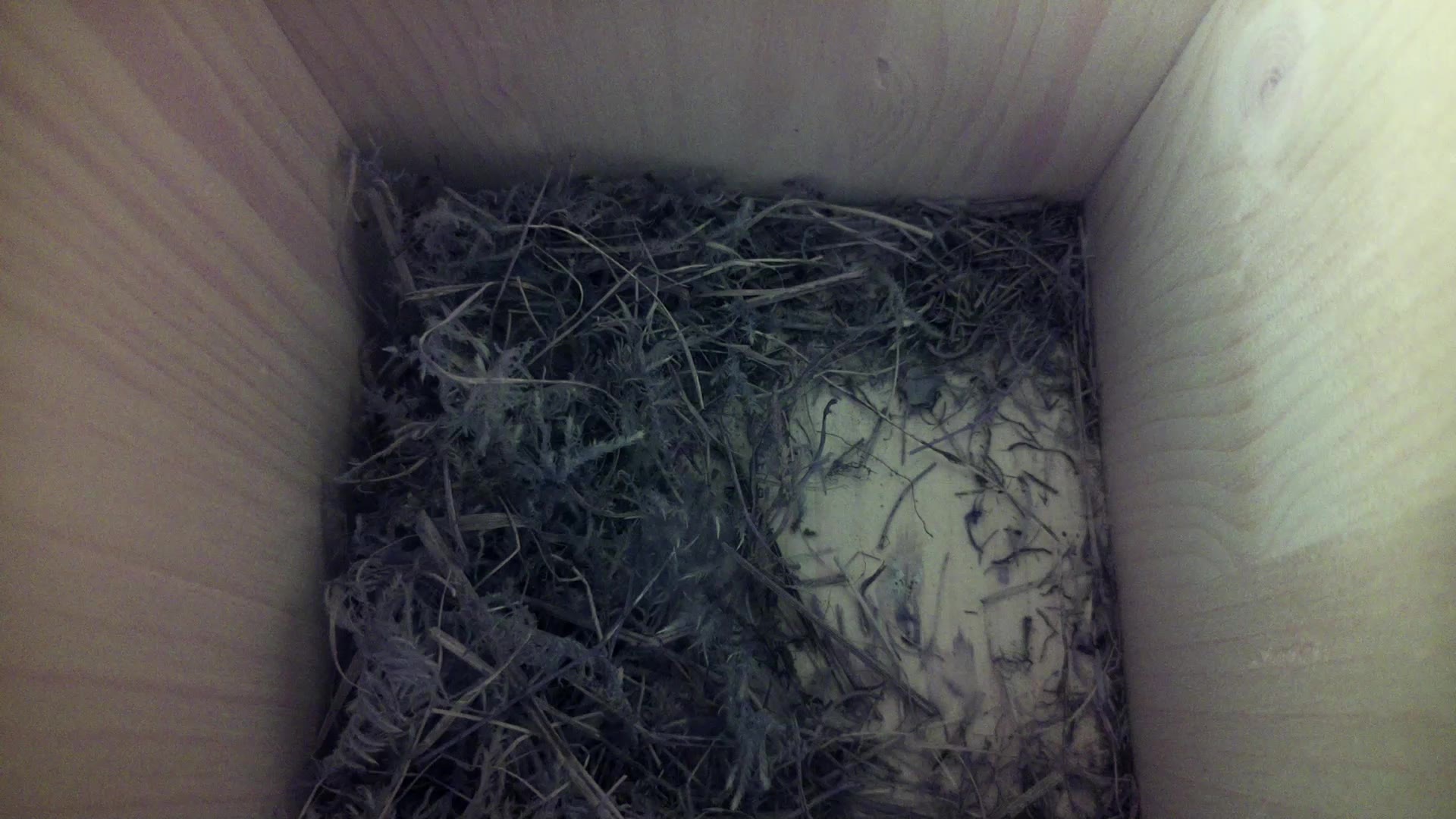 Aufnahme aus dem Vogelhaus