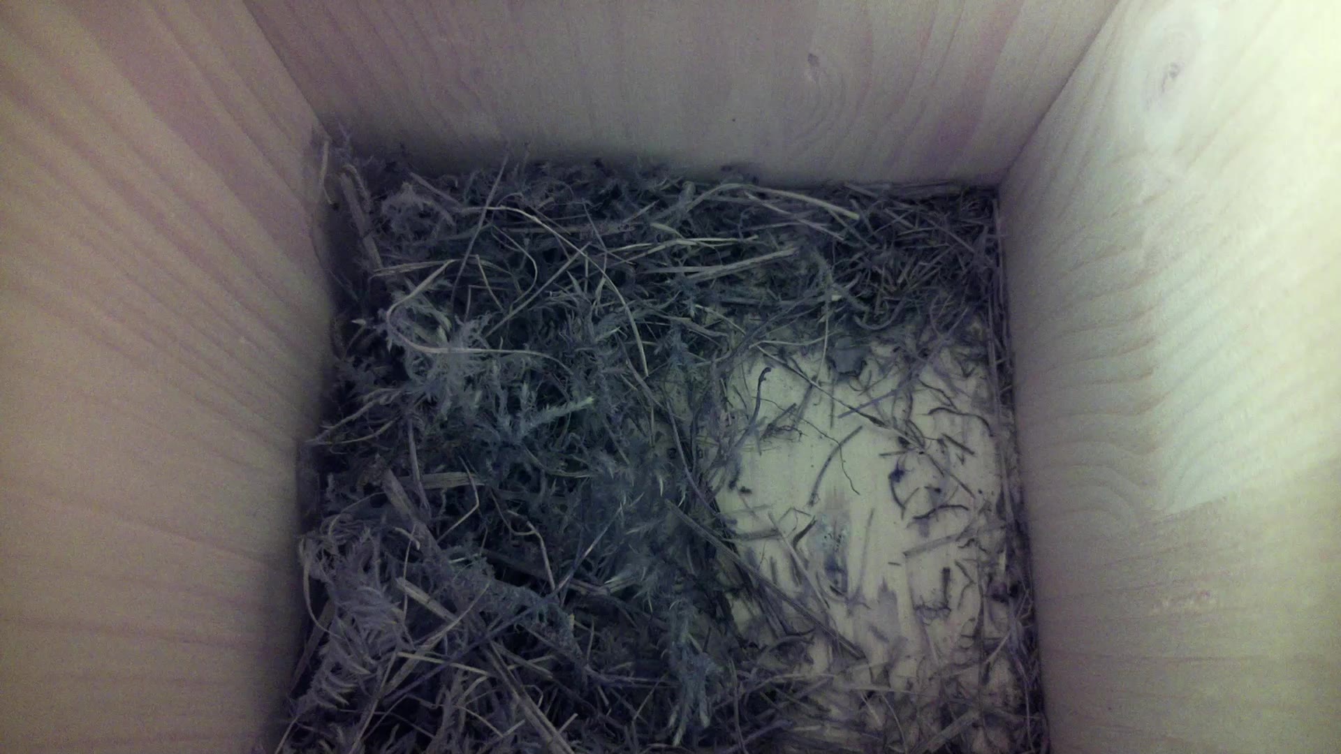 Aufnahme aus dem Vogelhaus