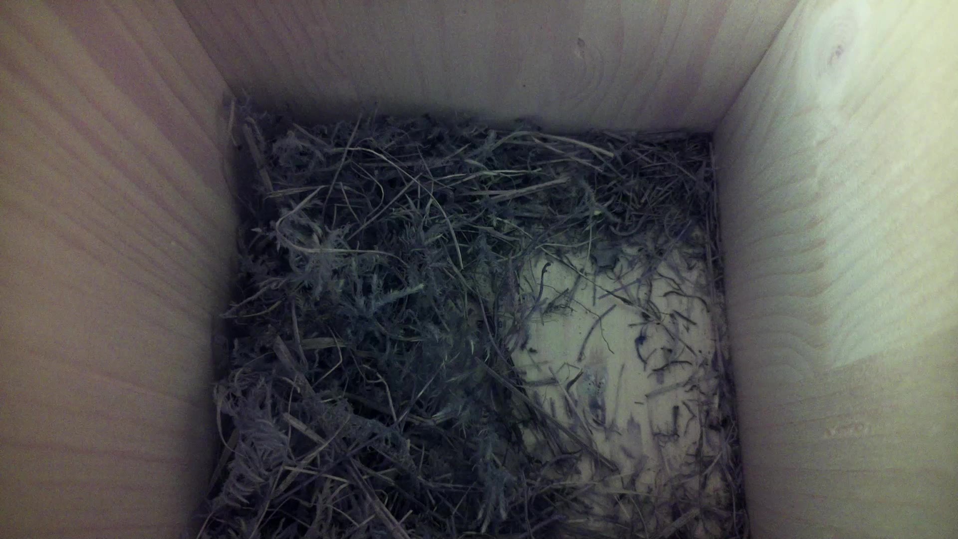 Aufnahme aus dem Vogelhaus