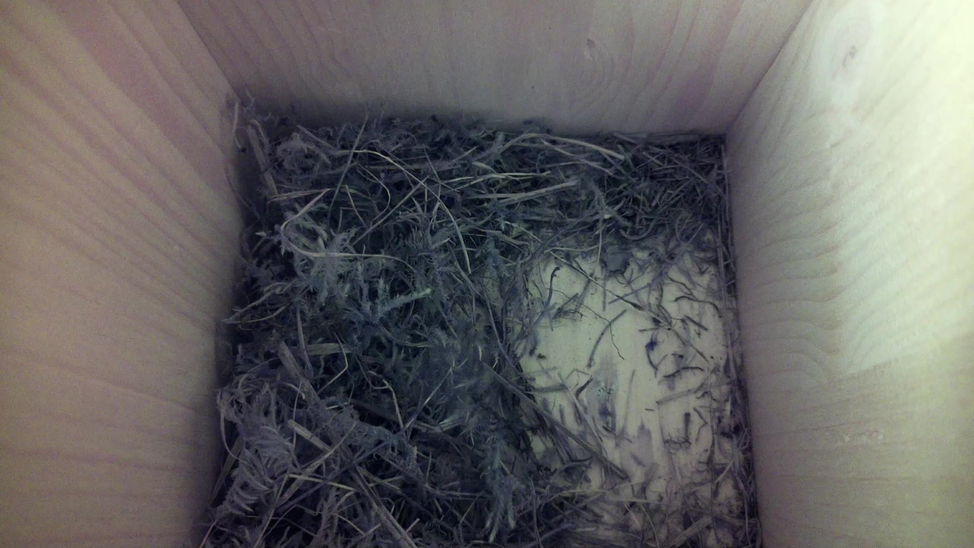 Aufnahme aus dem Vogelhaus