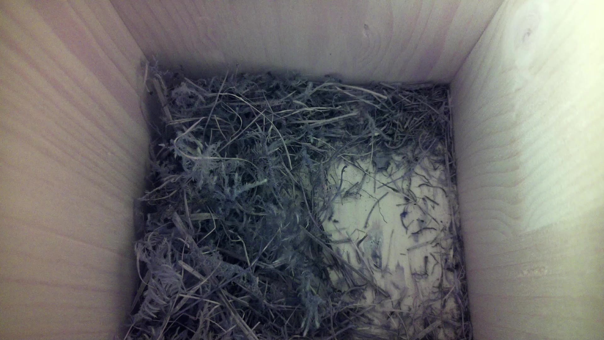 Aufnahme aus dem Vogelhaus