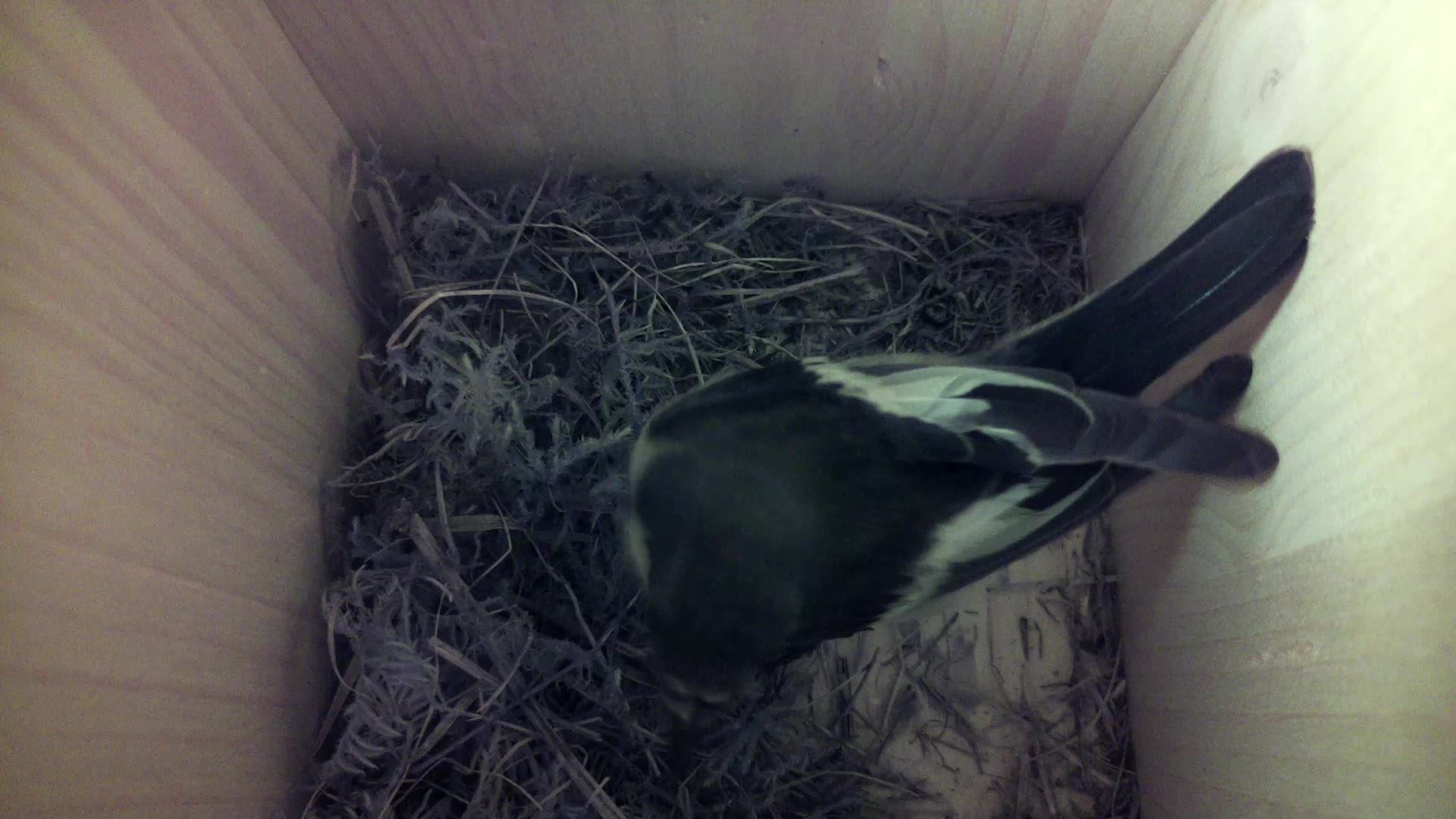 Aufnahme aus dem Vogelhaus
