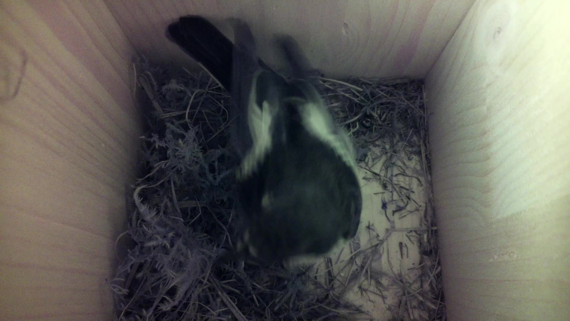 Aufnahme aus dem Vogelhaus