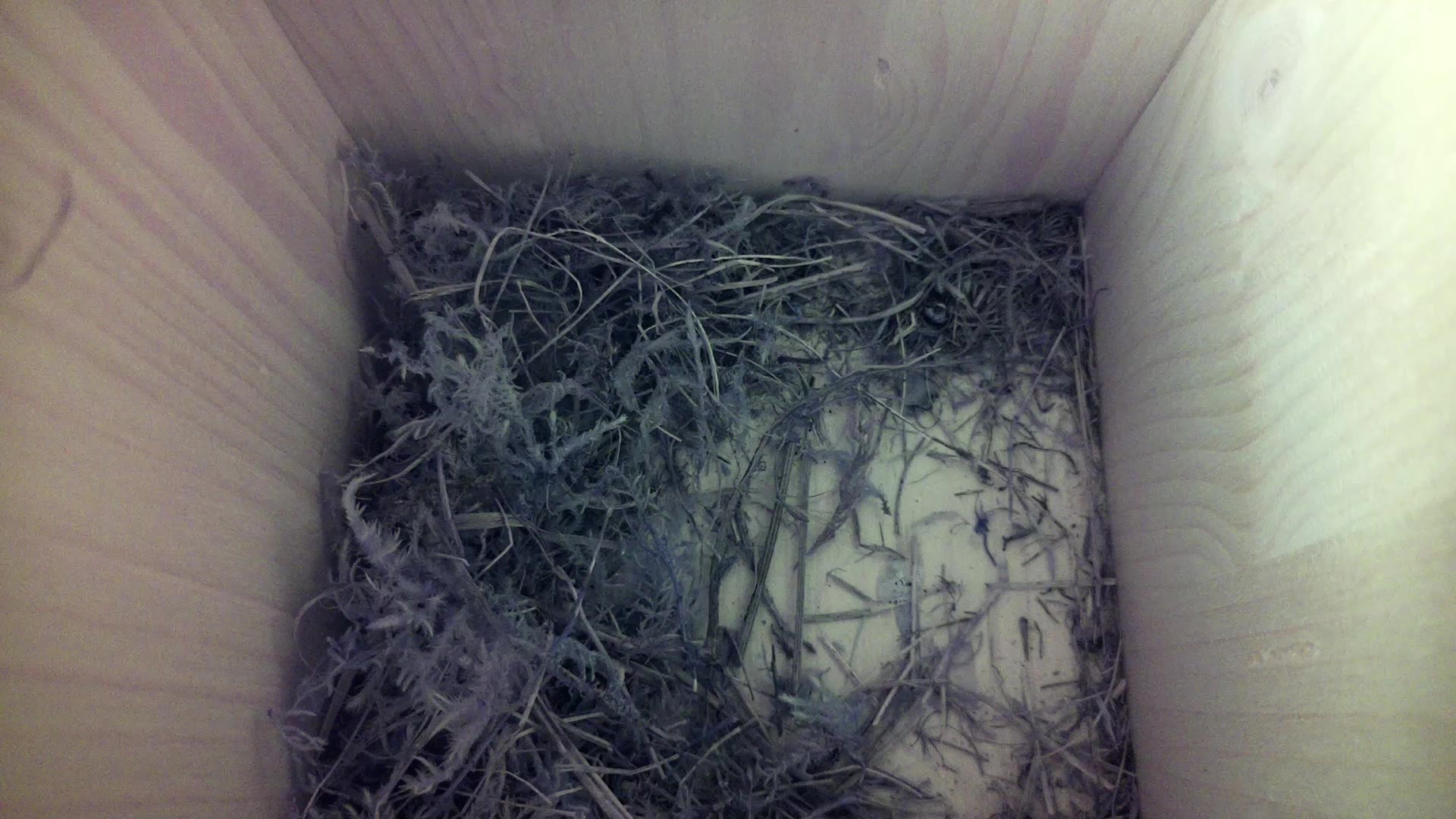 Aufnahme aus dem Vogelhaus
