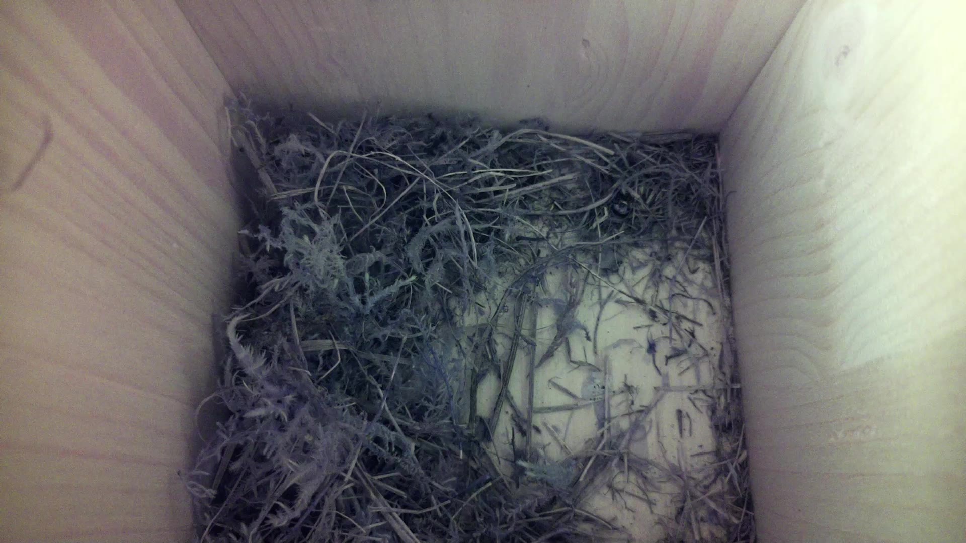 Aufnahme aus dem Vogelhaus