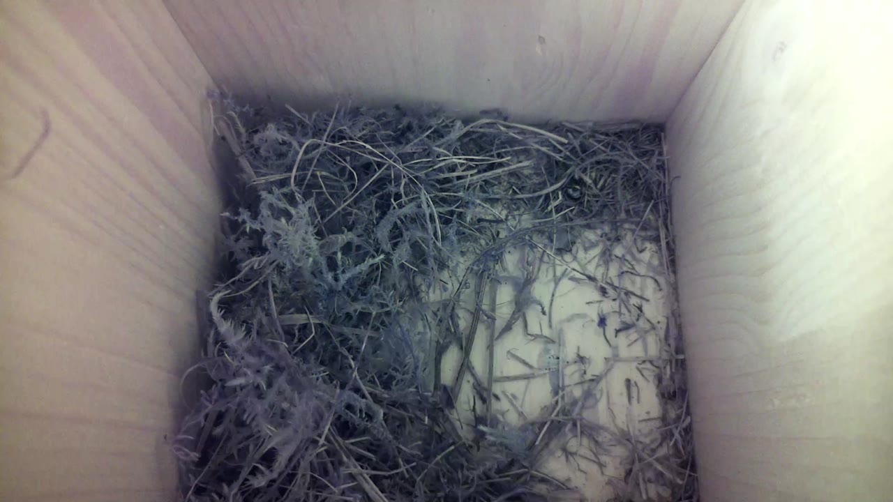 Aufnahme aus dem Vogelhaus
