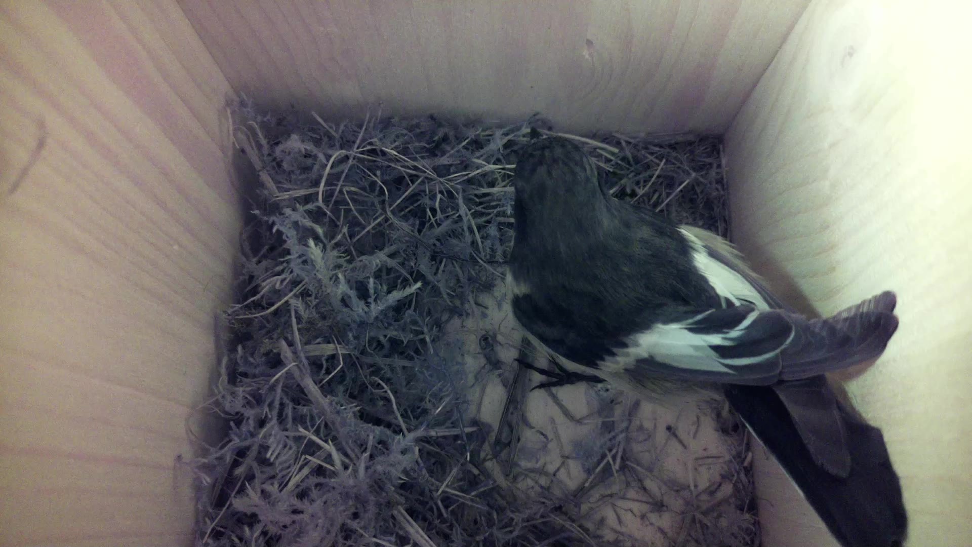 Aufnahme aus dem Vogelhaus