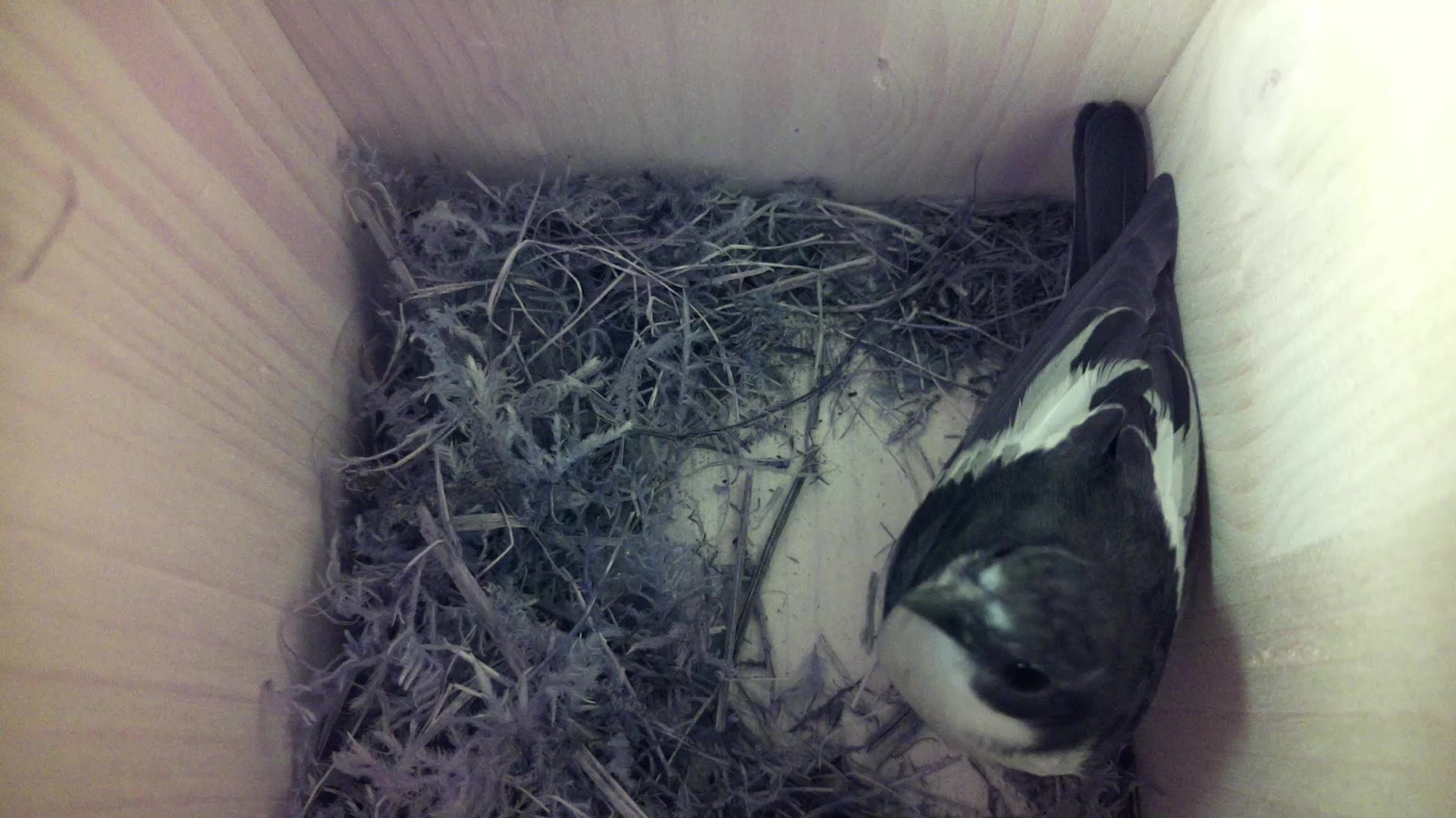 Aufnahme aus dem Vogelhaus