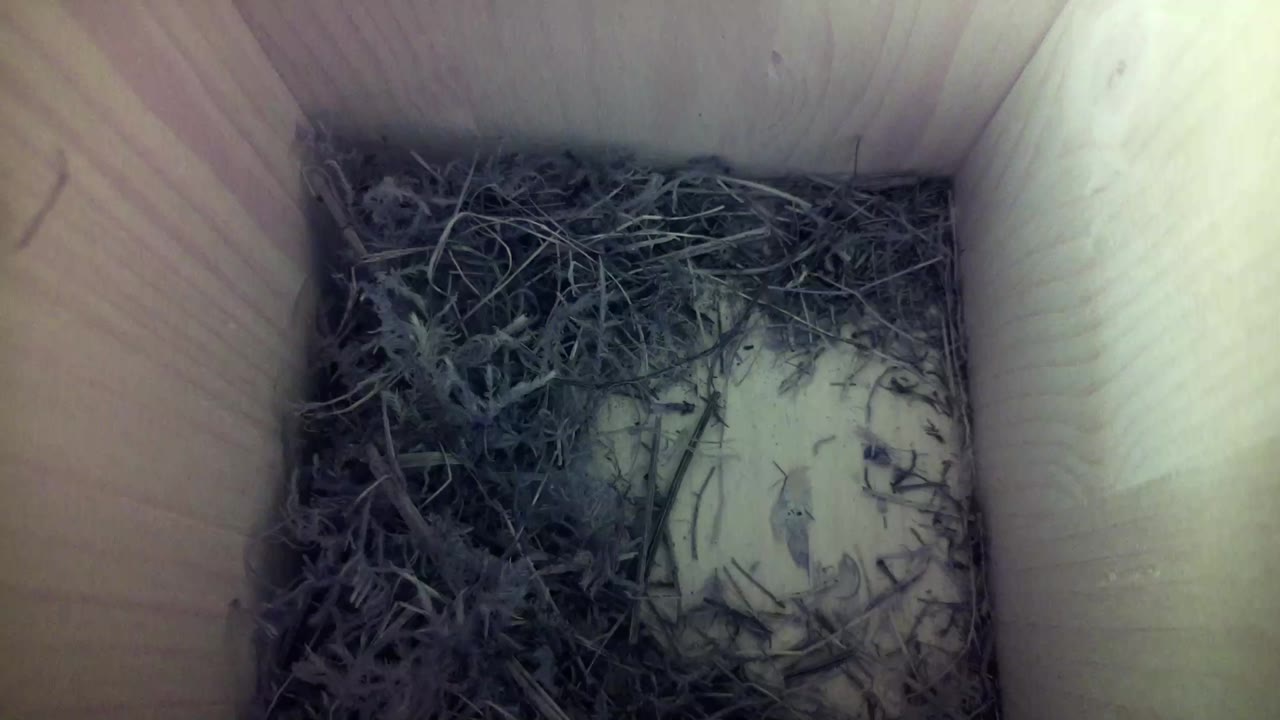 Aufnahme aus dem Vogelhaus