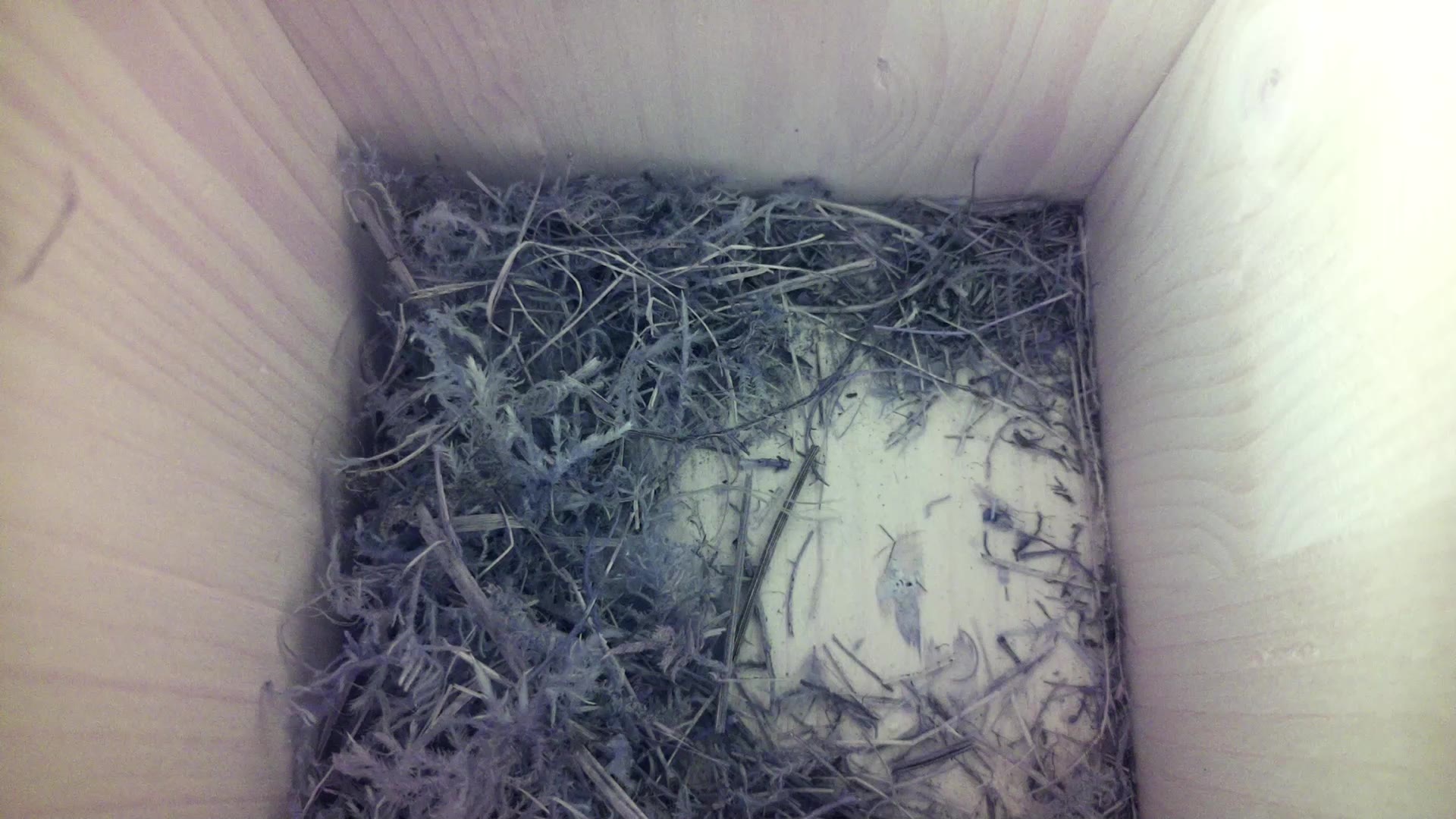 Aufnahme aus dem Vogelhaus
