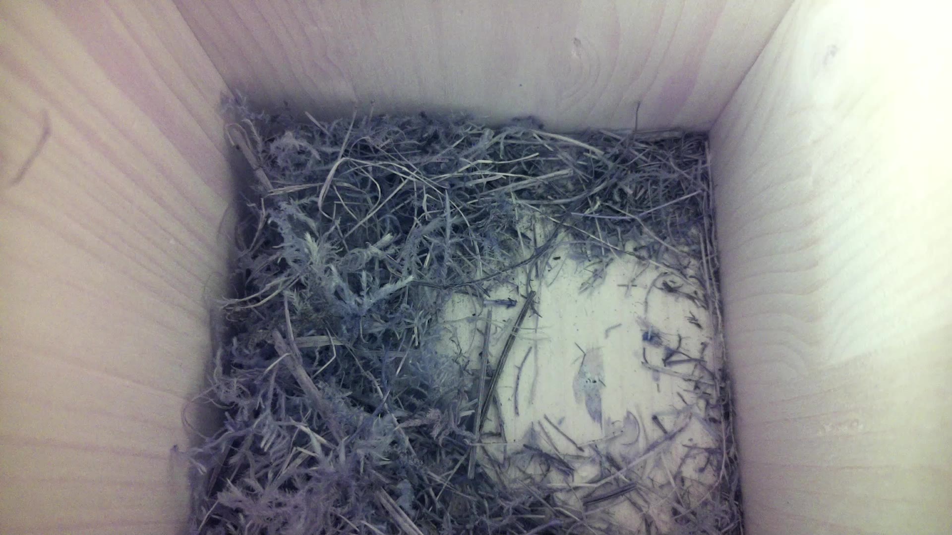Aufnahme aus dem Vogelhaus