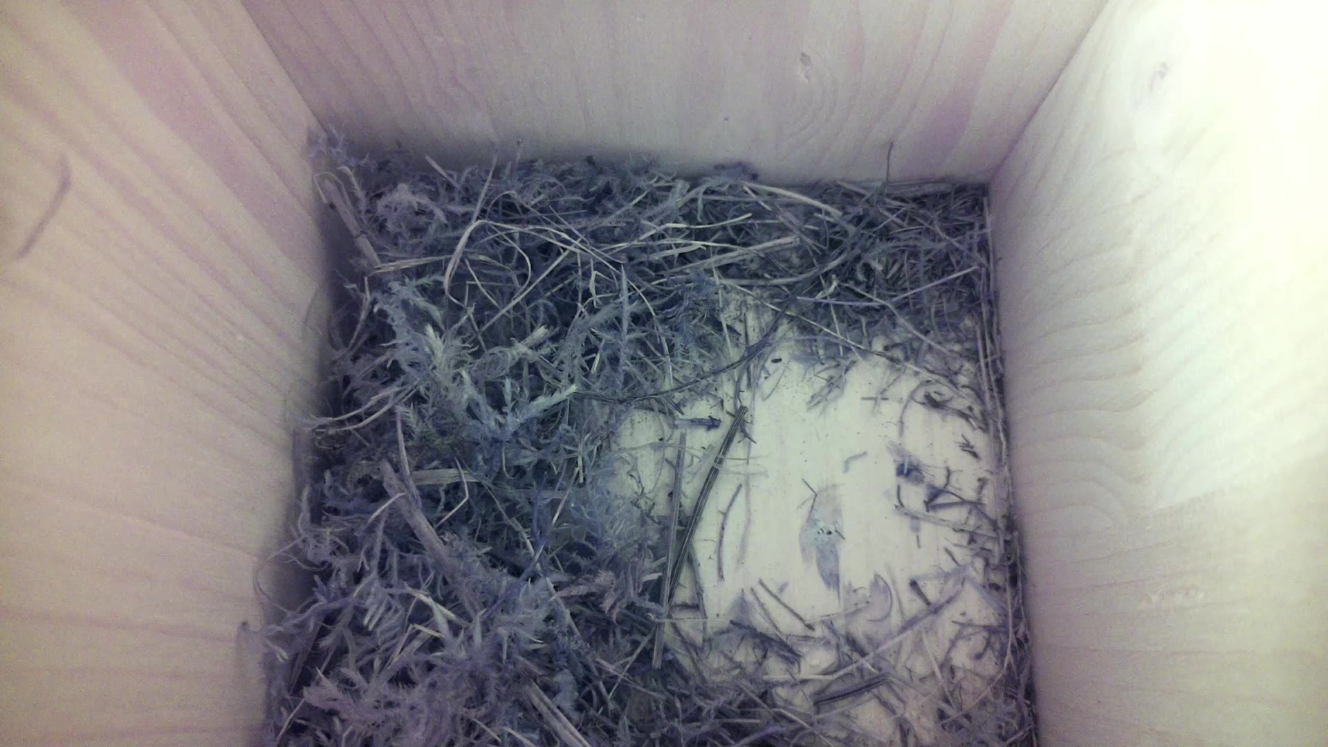 Aufnahme aus dem Vogelhaus