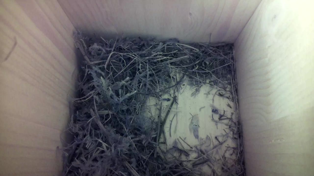Aufnahme aus dem Vogelhaus