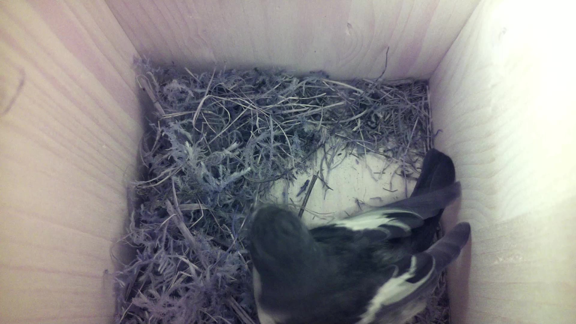 Aufnahme aus dem Vogelhaus