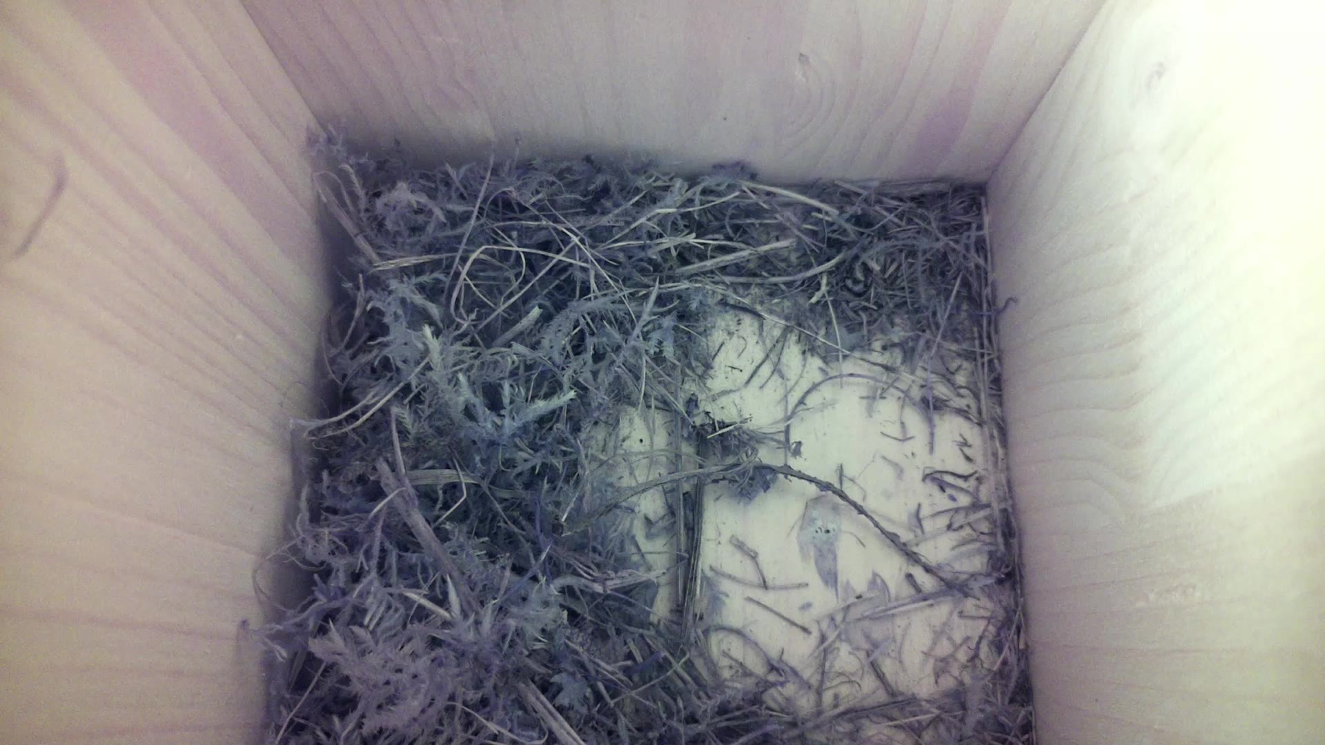 Aufnahme aus dem Vogelhaus