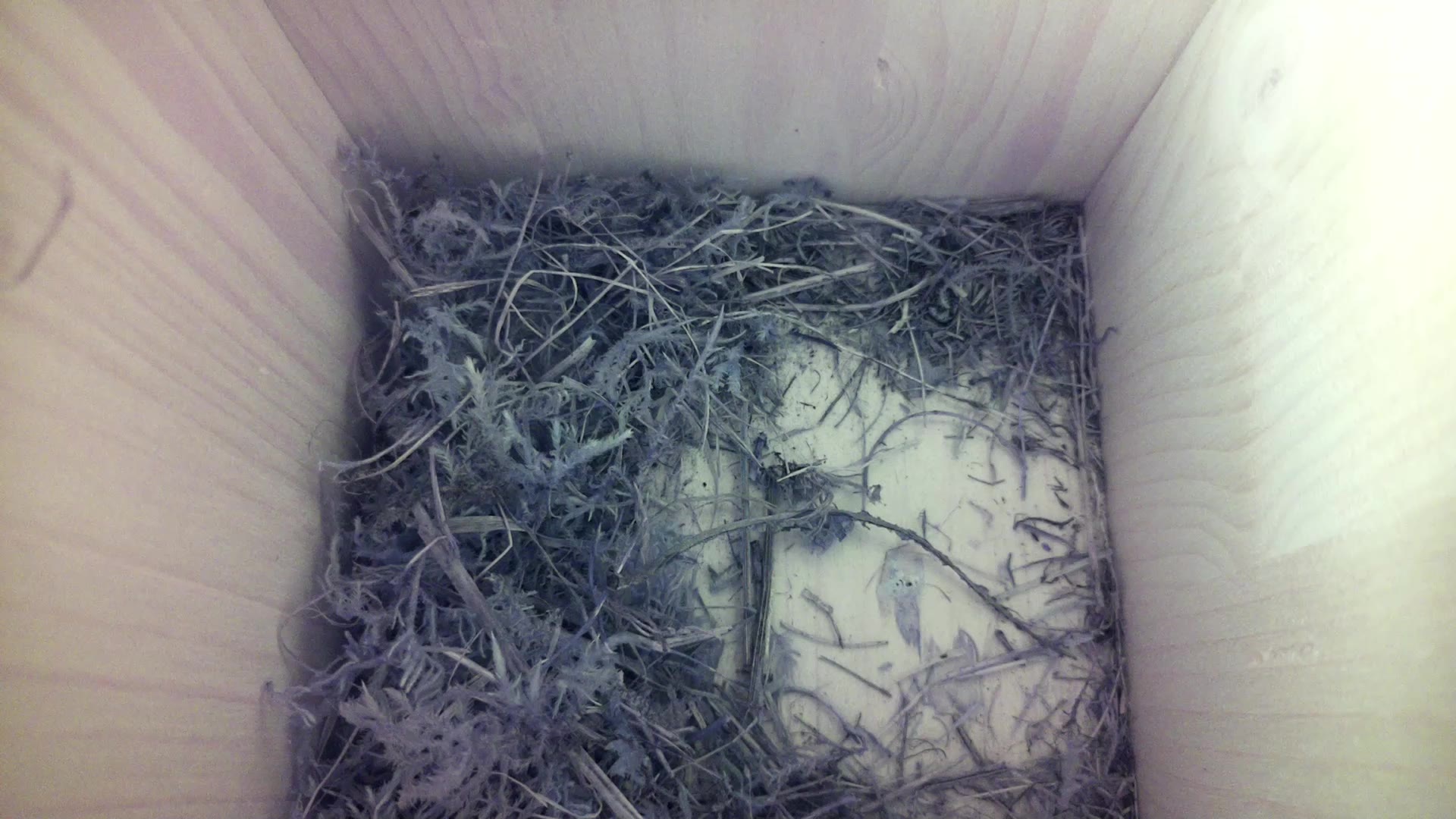 Aufnahme aus dem Vogelhaus