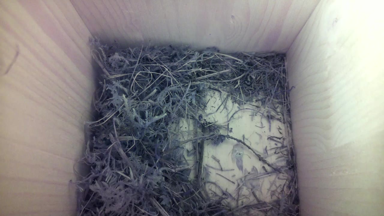 Aufnahme aus dem Vogelhaus