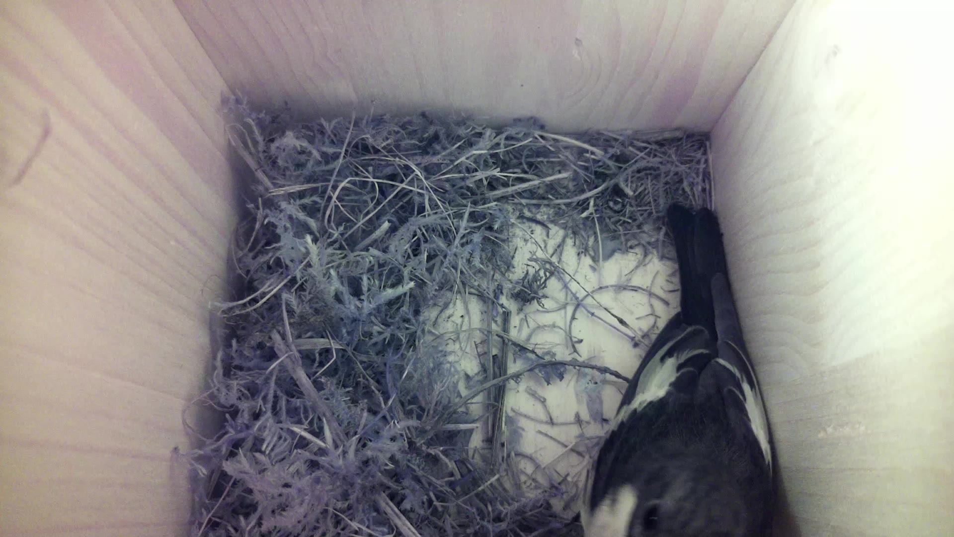 Aufnahme aus dem Vogelhaus