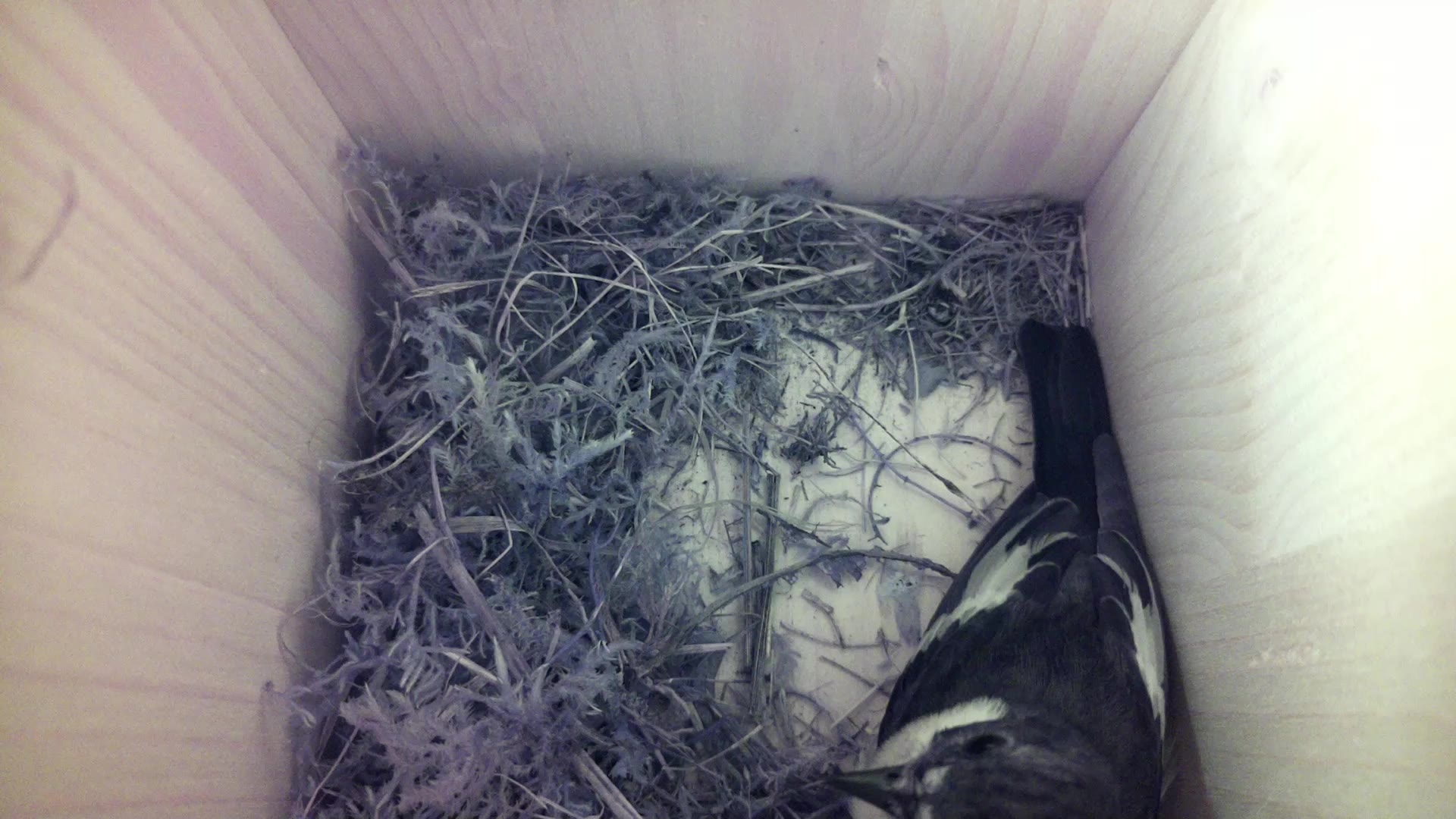 Aufnahme aus dem Vogelhaus