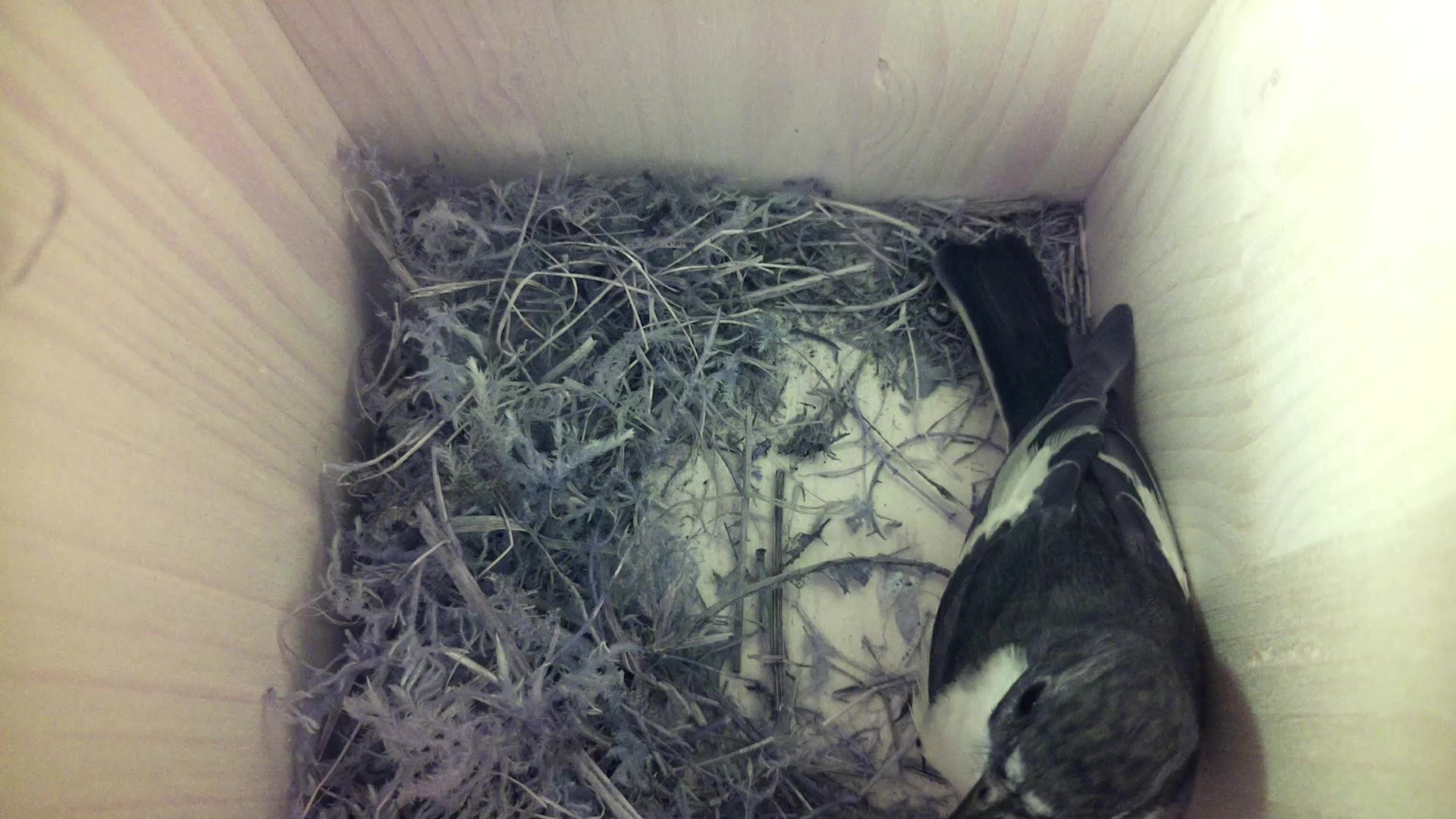 Aufnahme aus dem Vogelhaus