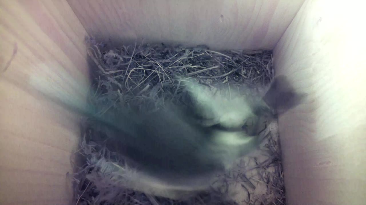 Aufnahme aus dem Vogelhaus