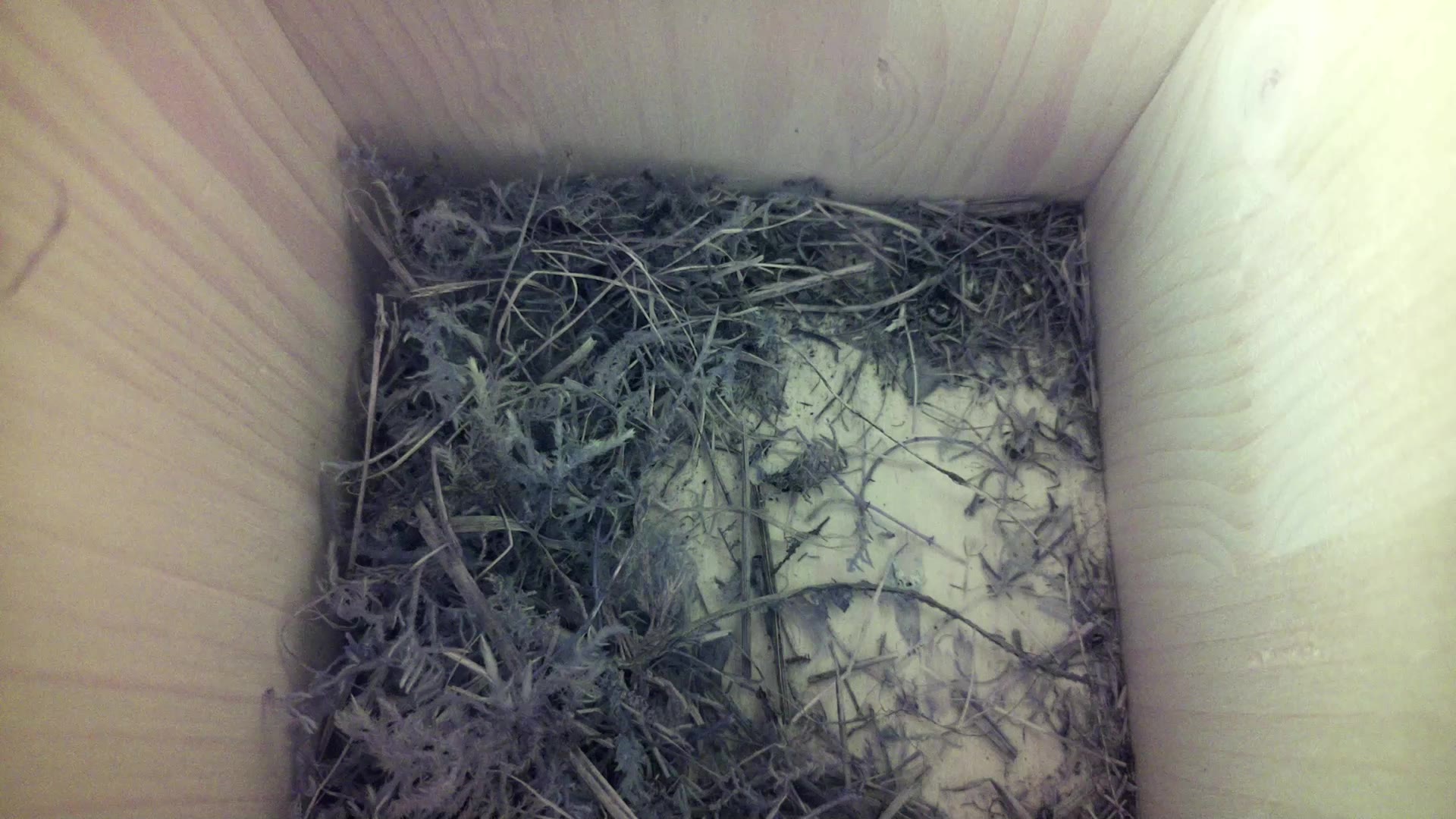Aufnahme aus dem Vogelhaus