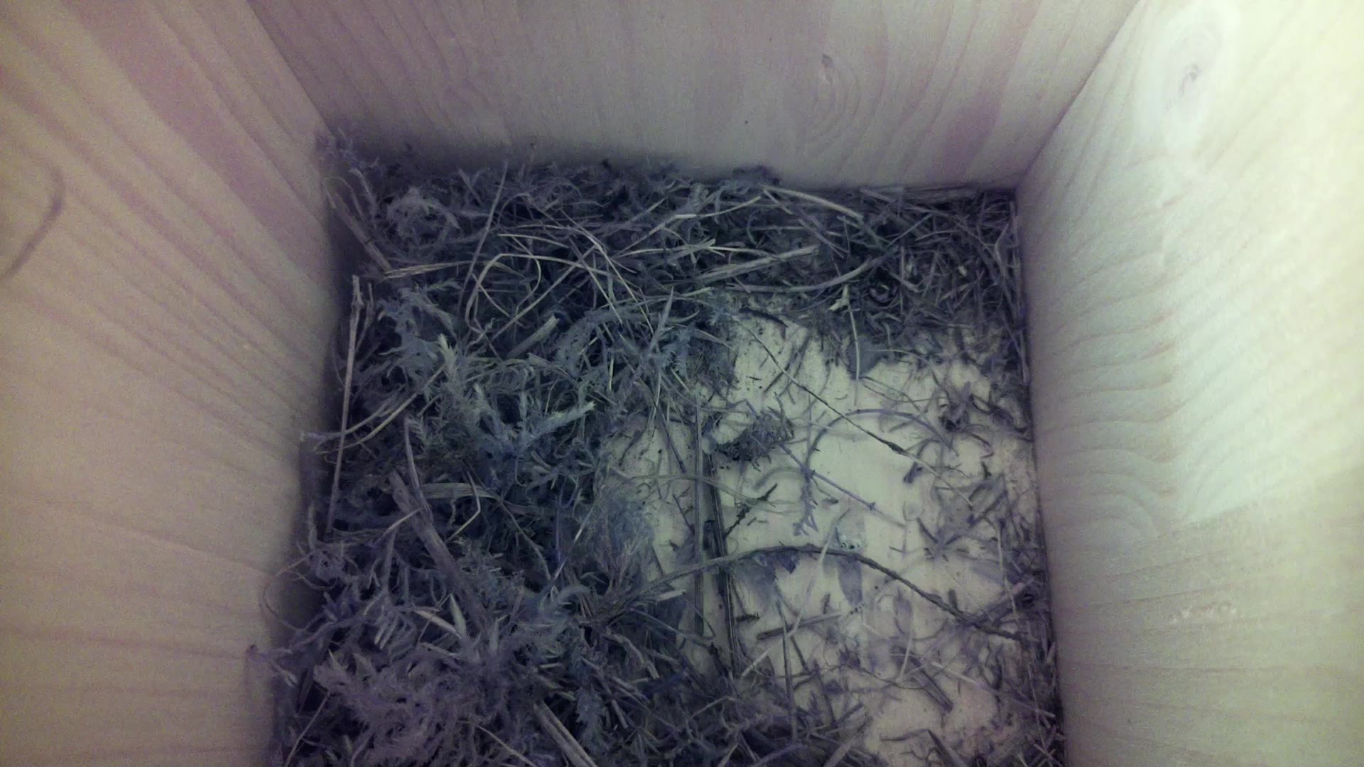 Aufnahme aus dem Vogelhaus