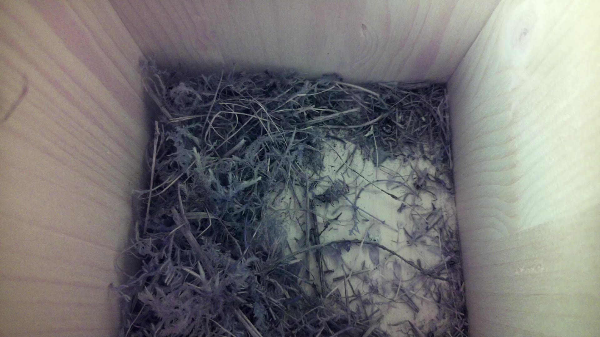 Aufnahme aus dem Vogelhaus