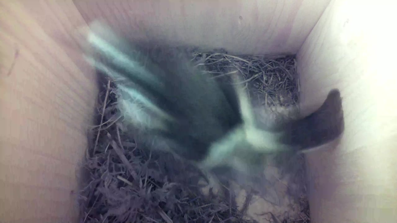 Aufnahme aus dem Vogelhaus