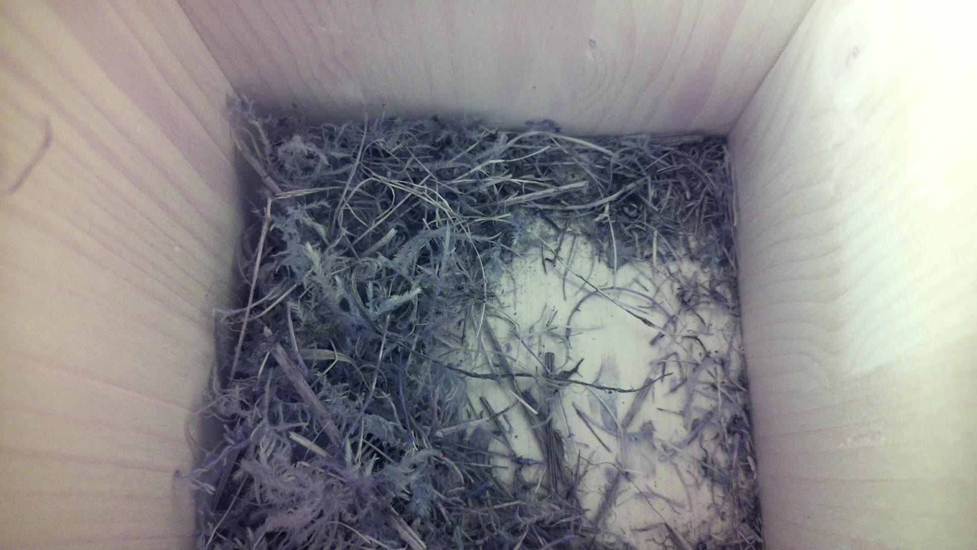 Aufnahme aus dem Vogelhaus